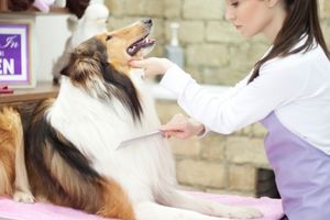 Curso-de-peluqueria-canina-en-Udemy Curso de peluquería canina en Udemy
