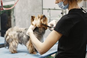 Curso-gratuito-de-Tecnicas-Basicas-de-Peluqueria-Canina-de-FUDE Curso gratuito de Técnicas Básicas de Peluquería Canina de FUDE