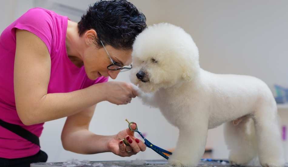 Peluqueria-Canina-y-Felina-gratis Peluquería Canina y Felina gratis