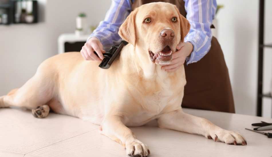 Tecnicas-Basicas-de-Peluqueria-Canina Técnicas Básicas de Peluquería Canina