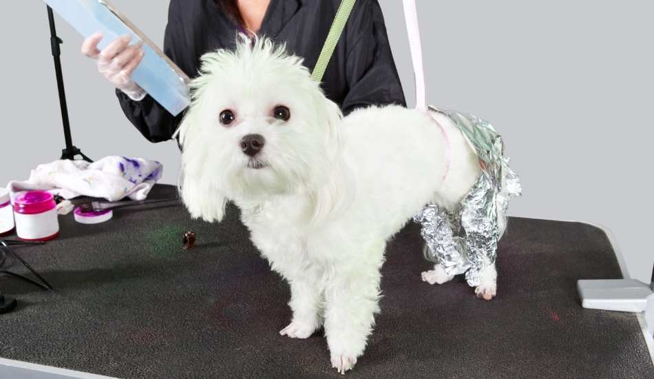 peluqueria-canina-en-Escuela-Animal peluquería canina en Escuela Animal